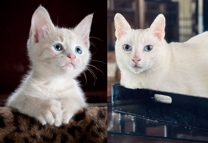 Tienes un gato blanco con ojos azules