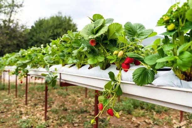 Planting strawberries in a Hydroponic System