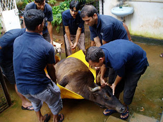 Cow being carried by our staff