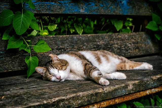 Кошка спит на лавочке