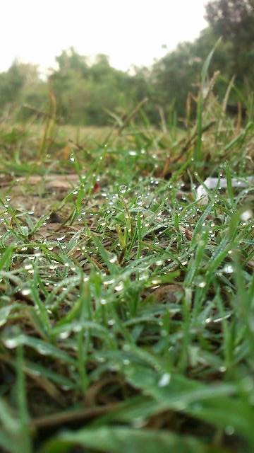 Xperia mini photography : the dew