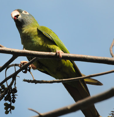 Blue-crowned Parakeet (Aratinga acuticaudata)