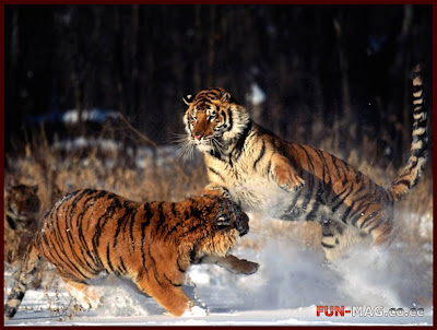 Standing Ground, Tigers, Alaska - Desktop Picture