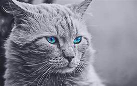 Cats image 4k