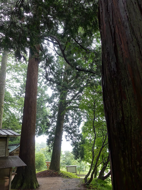 鳥取県西伯郡伯耆町岩立　岩立神社巨樹群