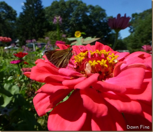 Zinnias_011