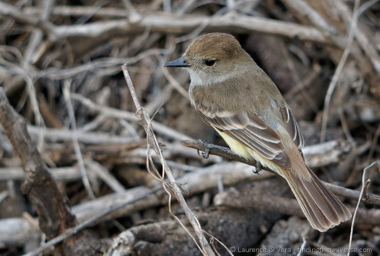 Vogel, Galapagos