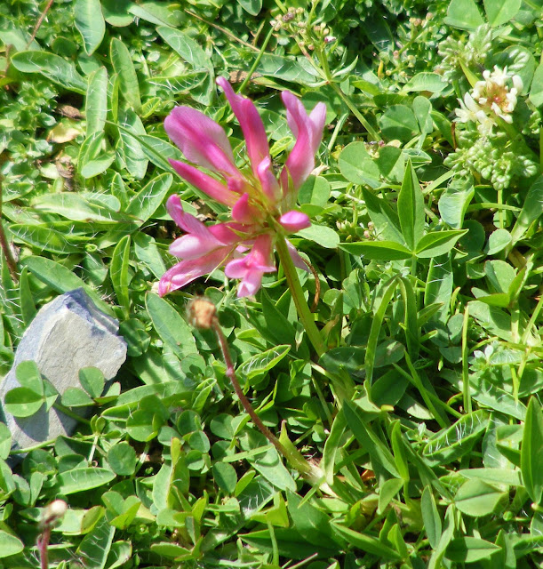 Alpine Clover Trifolium alpinum, Hautes-Pyrenees, France. Photo by Loire Valley Time Travel..