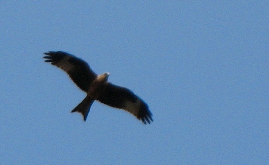 Red Kite Windsor Great Park
