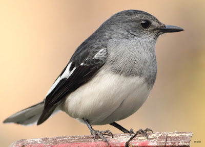 Oriental Magpie-Robin - resident