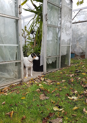 Bracken keeping an eye on proceedings