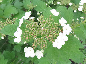 snowball bush