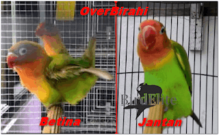 Tips Jitu Atasi Lovebird Over Birahi