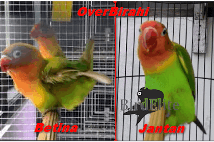 6 Cara Mengatasi Lovebird Over Birahi