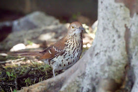 Brown Thrasher