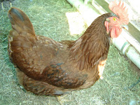 Another Rhode Island Red Hen