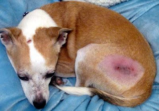 Dermatitis-Atópica-Canina