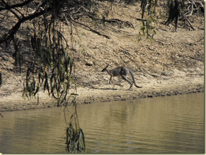 Swan Hill (329)