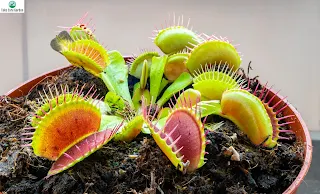 How to Repot and Propagate Your Dionaea Muscipula (Venus Flytrap)