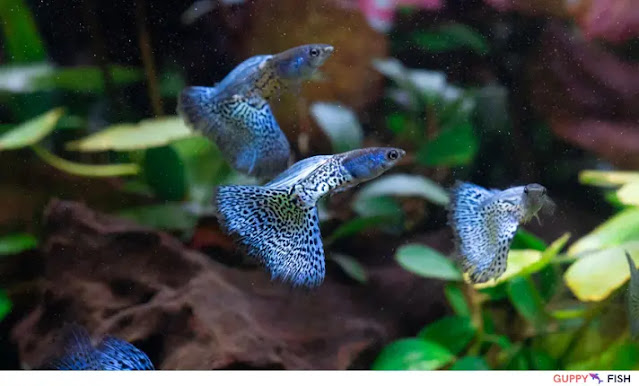 Guppy feeding schedule