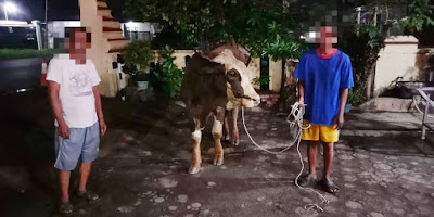 Polsek Cipocok Jaya Ringkus Pelaku Pencurian Sapi Limosin