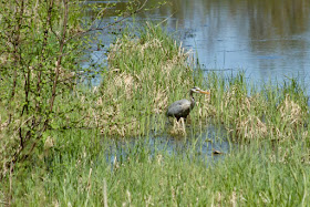 great blue heron