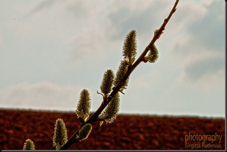 blom_20120419_vide