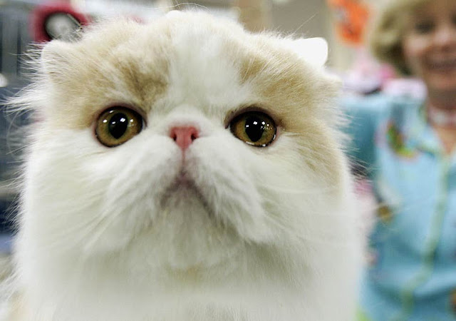 Persian cat