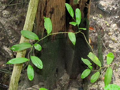 Mangrove Lime (Merope angulata)