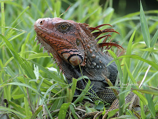 Iguana Wallpaper