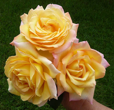 Image result for many beautiful peace roses