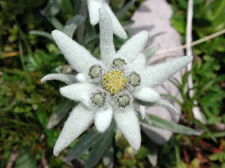 Gambar bunga edelweis