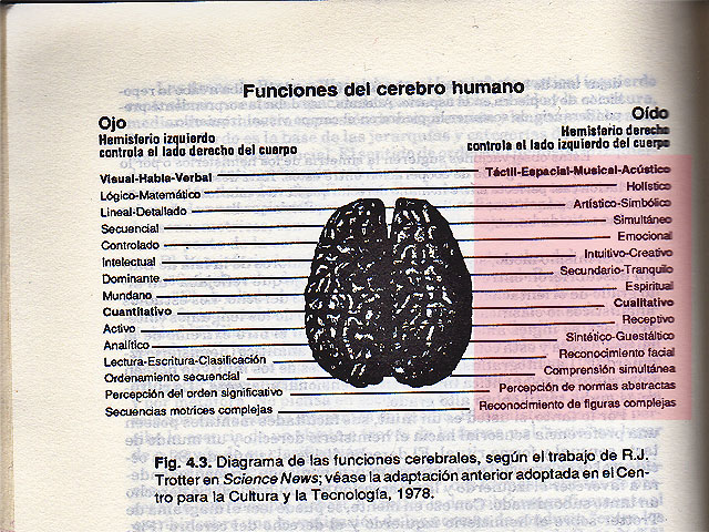 funciones del cerebro humano. Funciones del cerebro humano