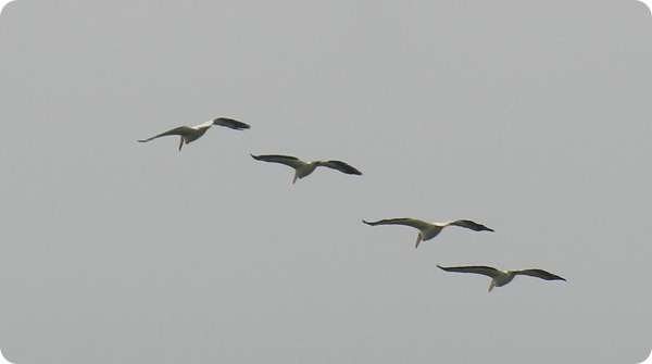 IMG_8174 American Pelican Bird (4)