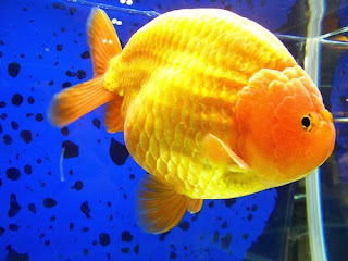 golden fish rabchu yellow