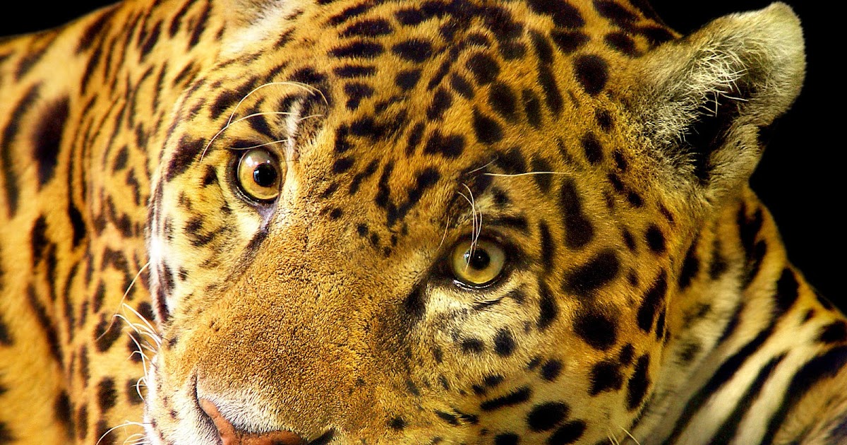 beautiful wallpaper: leopard Wallpapers