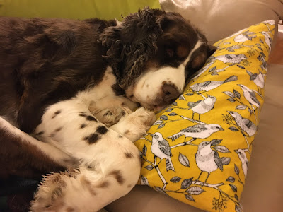 Dog sleeping on pillow