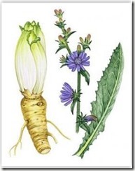 chicory-root