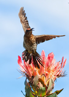 Cape Sugarbird