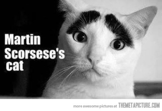 mr. scorseses cat