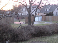 Overgrown hedge before