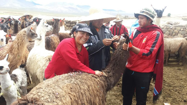 Lamas, die geschmückt werden