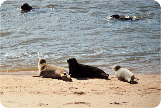 Seals on Newburgh beach Aberdeenshire 