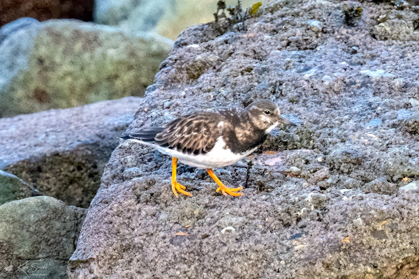 Turnstone