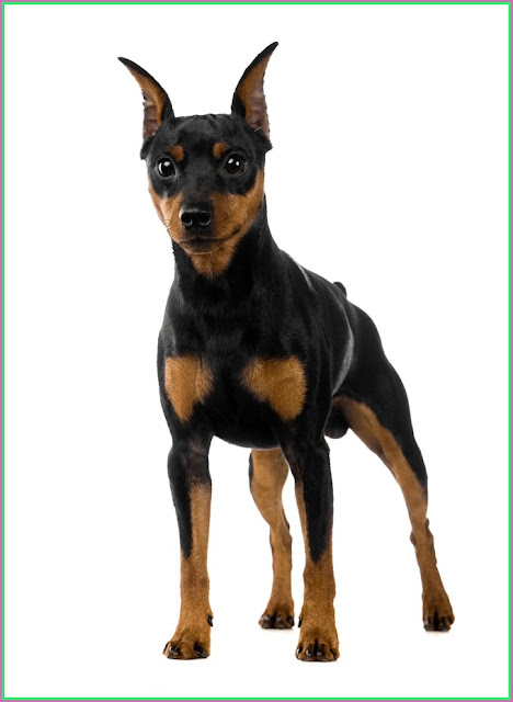 Miniature Doberman Pinscher For Sale In NC