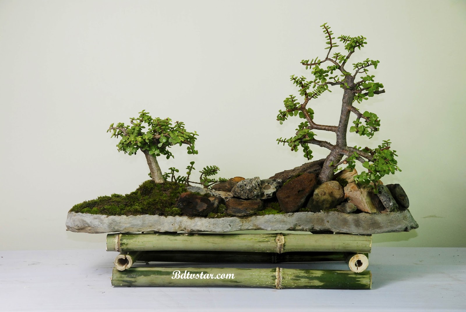 bonsai tree photos