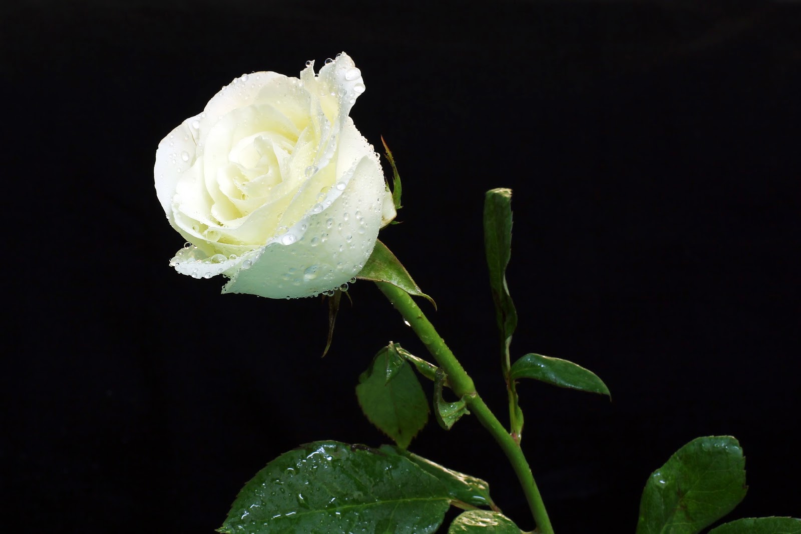 Kumpulan Gambar Bunga  Mawar  Putih  yang Cantik Indah Blog 