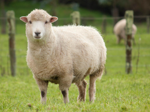 Panduan Pemula untuk Peternakan Domba