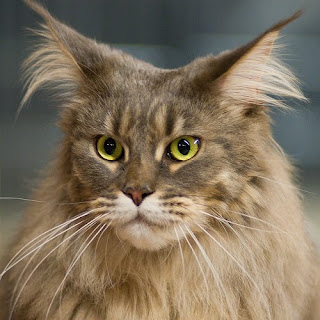 maine coon cats kitten pussycat gato macska breeds picture animal pets