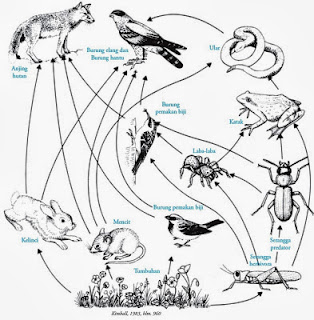 Kelas Aves: Aliran energi, rantai makanan , Jaring-jaring 